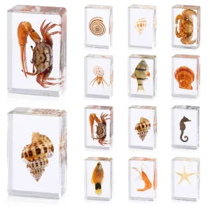 12 Pcs Ocean Animal Insect in Resin Specimen Bugs Collection Paperweights，12 Styles Real Bug Specimen Bug Kit Preserved in Resin for Scientific Educational Display Supplies (Ocean)