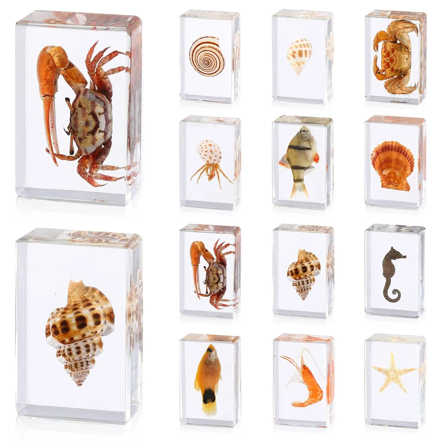 12 Pcs Ocean Animal Insect in Resin Specimen Bugs Collection Paperweights，12 Styles Real Bug Specimen Bug Kit Preserved in Resin for Scientific Educational Display Supplies (Ocean)