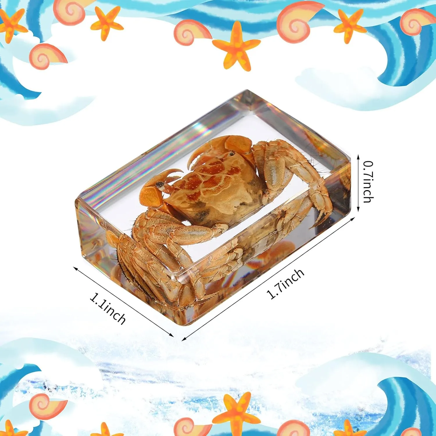 12 Pcs Ocean Animal Insect in Resin Specimen Bugs Collection Paperweights，12 Styles Real Bug Specimen Bug Kit Preserved in Resin for Scientific Educational Display Supplies (Ocean)