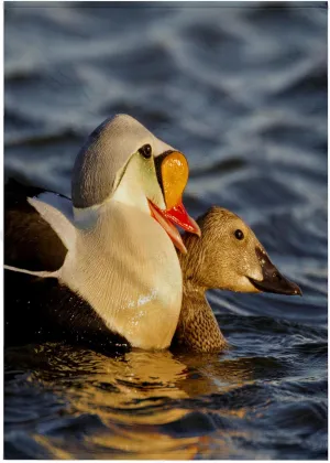 22x30 Bath Hand Pool Towel - Courting King eiders Ducks in Tundra Pond, Alaska, USA - US02 HRO0747 - Hugh Rose Ducks