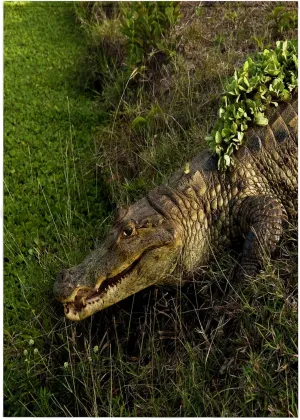 3dRose 22x30 Bath Hand Pool Towel - Brown Caiman Crocodile, Lettuce, Guanrico, Venezuela - SA20 POX0012 - Pete Oxford Crocodiles