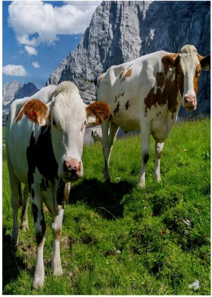 3dRose Cattle on high Pasture in Karwendel Mountain Range, Tyrol, Austria - Towels (twl-188854-2)