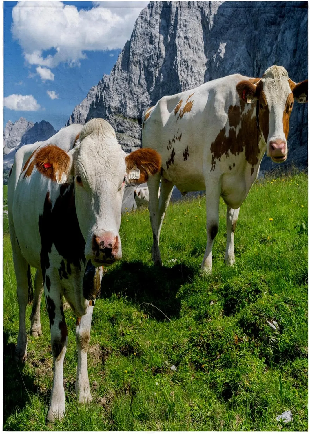 3dRose Cattle on high Pasture in Karwendel Mountain Range, Tyrol, Austria - Towels (twl-188854-2)