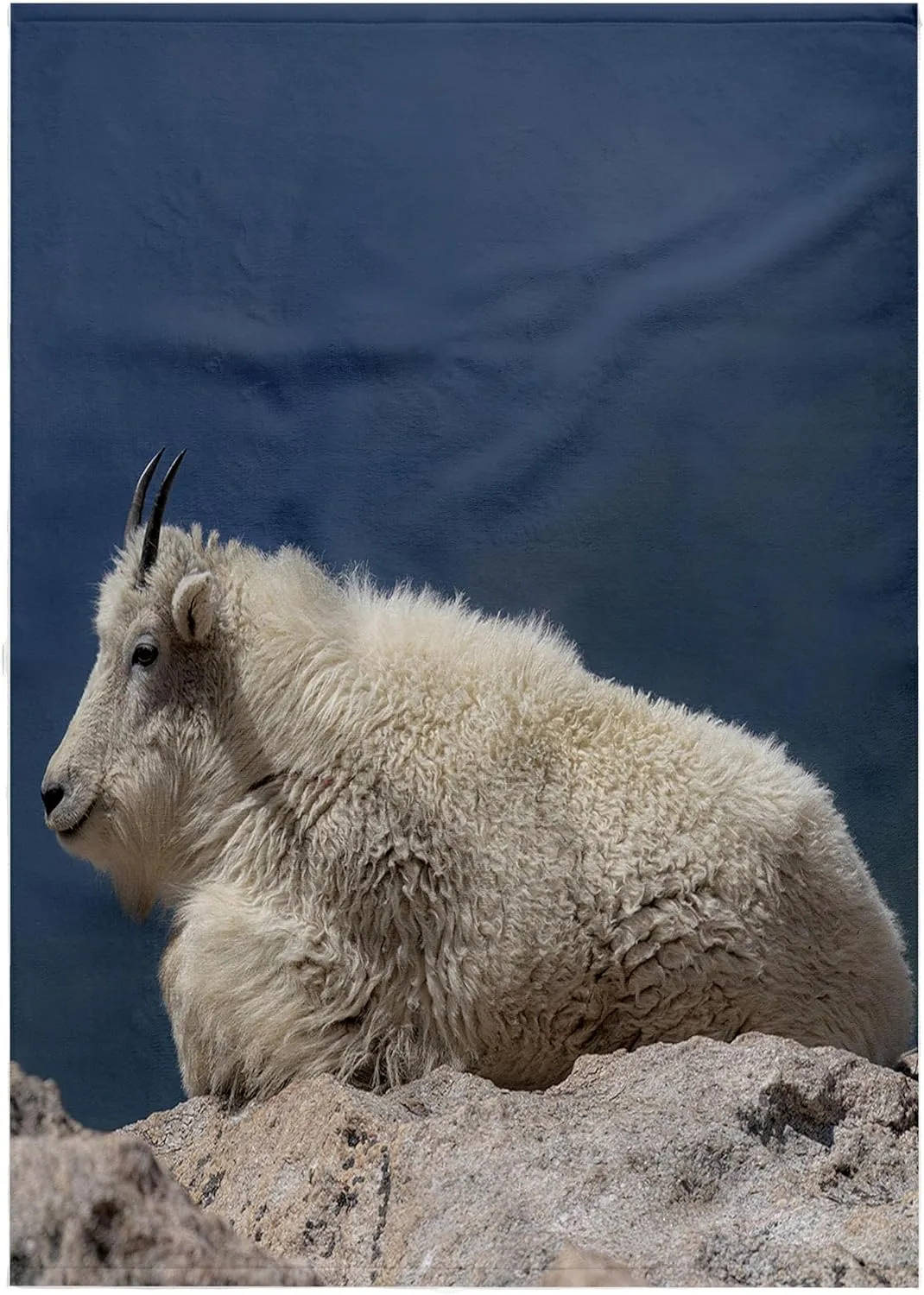 3dRose, Rocky Mountain Goat on Ledge, Mount Evans Wilderness Area, Colorado, 22x30 Bath Hand Pool Towel