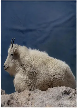 3dRose, Rocky Mountain Goat on Ledge, Mount Evans Wilderness Area, Colorado, 22x30 Bath Hand Pool Towel