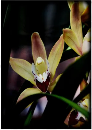 3dRose Unique Photo of an Orchid Flower Called Lady Slippers - Towels (twl-201710-2)