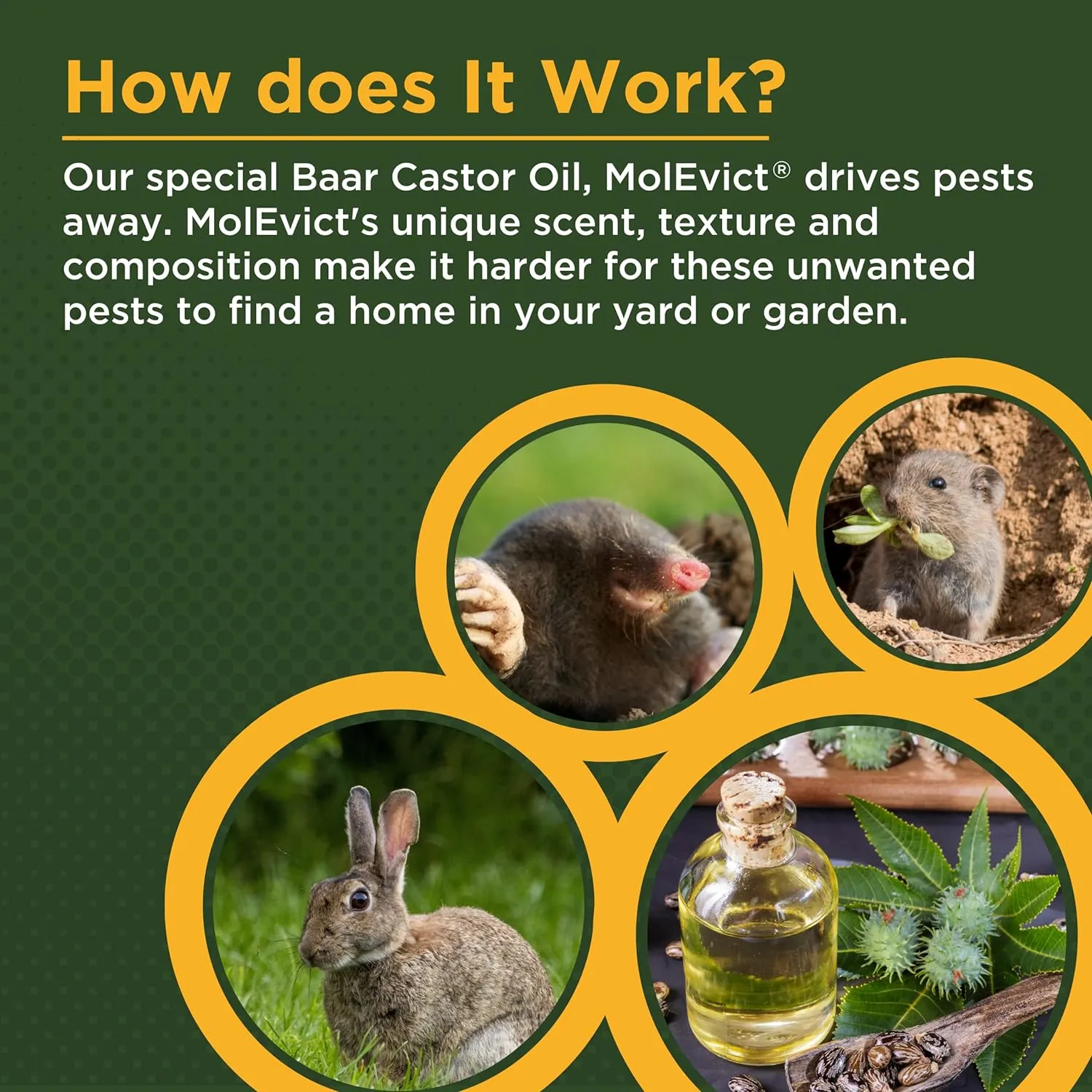 Baar Products - MolEvict Lawn Mole Castor Oil - Mole & Vole Repellent - Lawn & Garden Protection - Up to 100,000 Sq. Ft. of Coverage - Safe for Use Around House & Plants - 5 Gallons