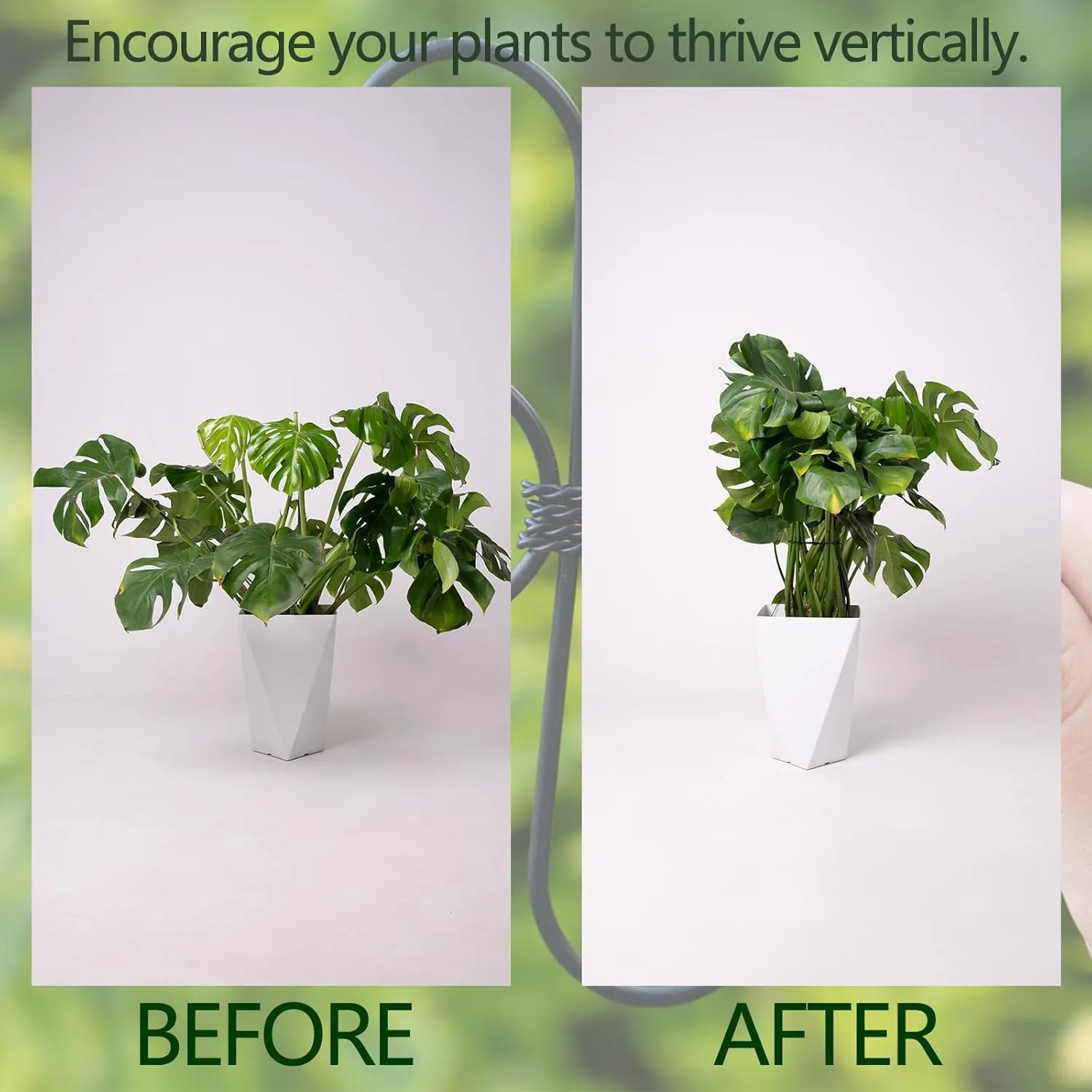 Black Monstera Plant Support 5.5*5.5IN -Premium Stem Support System for Indoor Plants, Durable Stabilizer for Monstera and Climbing Plants, Easy Installation Leaf Holder, Fishbone Cactus Stake