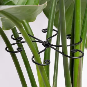 Black Monstera Plant Support 5.5*5.5IN -Premium Stem Support System for Indoor Plants, Durable Stabilizer for Monstera and Climbing Plants, Easy Installation Leaf Holder, Fishbone Cactus Stake