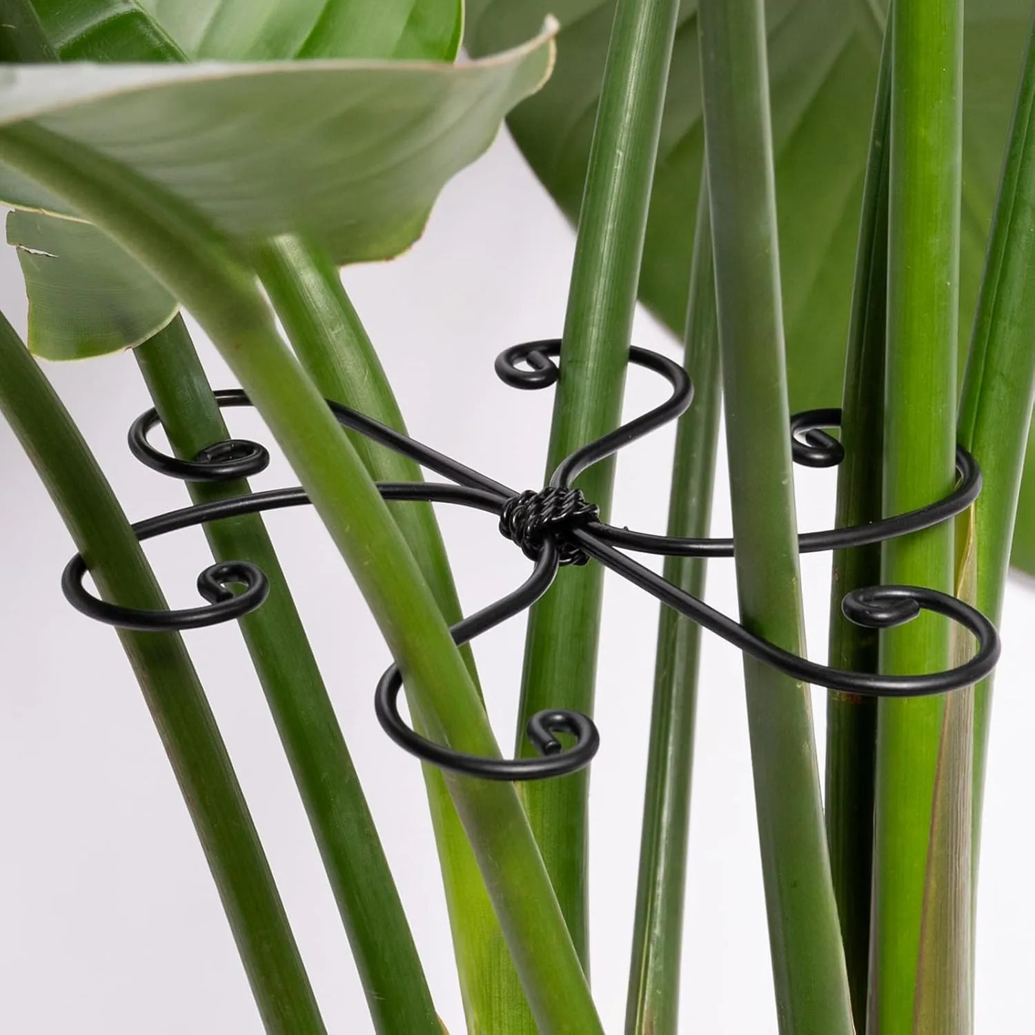 Black Monstera Plant Support 5.5*5.5IN -Premium Stem Support System for Indoor Plants, Durable Stabilizer for Monstera and Climbing Plants, Easy Installation Leaf Holder, Fishbone Cactus Stake