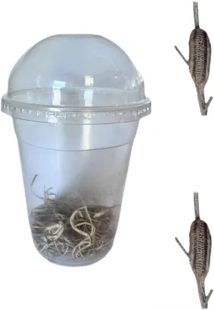 Carolina Mantis Egg Case with Display Container, Live Praying Mantis Ootheca, 2 Pack