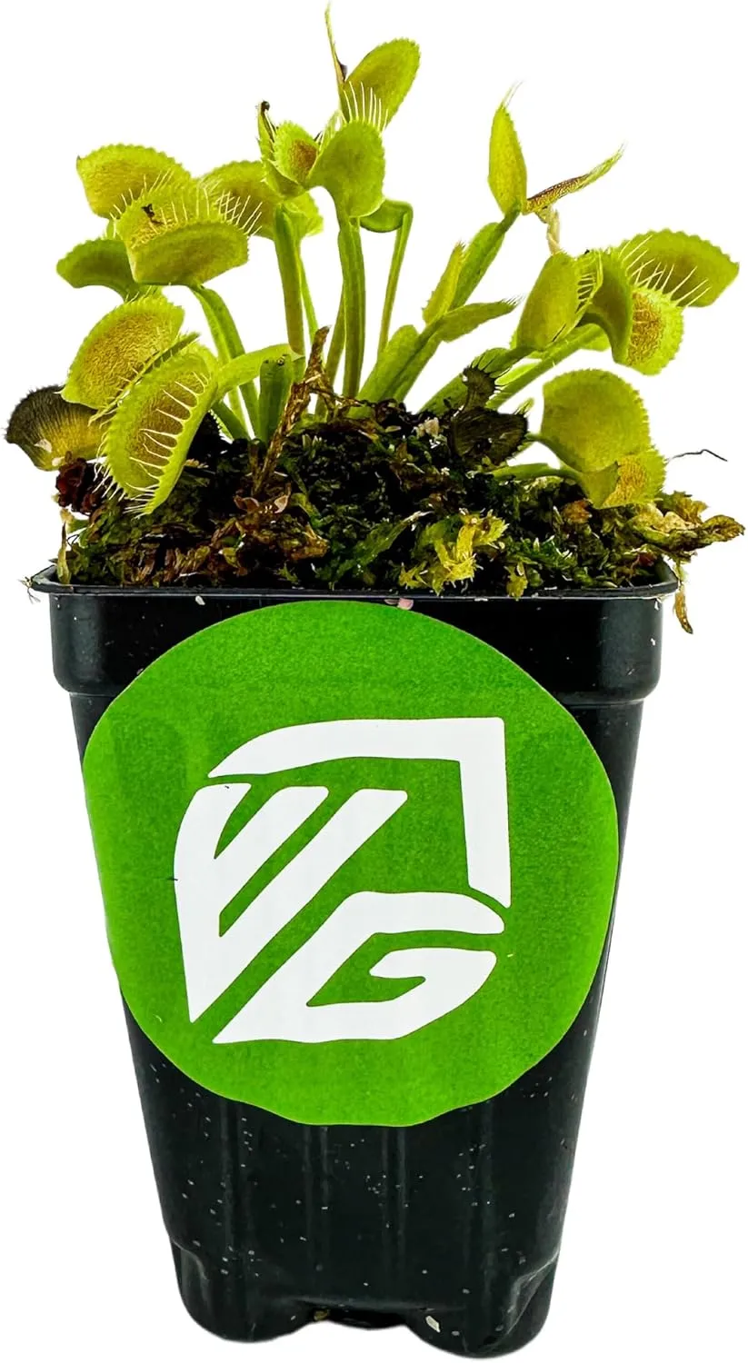 King Henry Venus Fly Trap Live Plant - Dionaea muscipula by Wellspring Gardens - Carnivorous Plant - Indoor Plant - Unique Garden Plant - Starter Plant Aquatic Plant