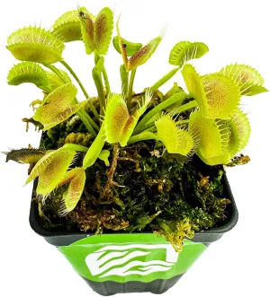 King Henry Venus Fly Trap Live Plant - Dionaea muscipula by Wellspring Gardens - Carnivorous Plant - Indoor Plant - Unique Garden Plant - Starter Plant Aquatic Plant
