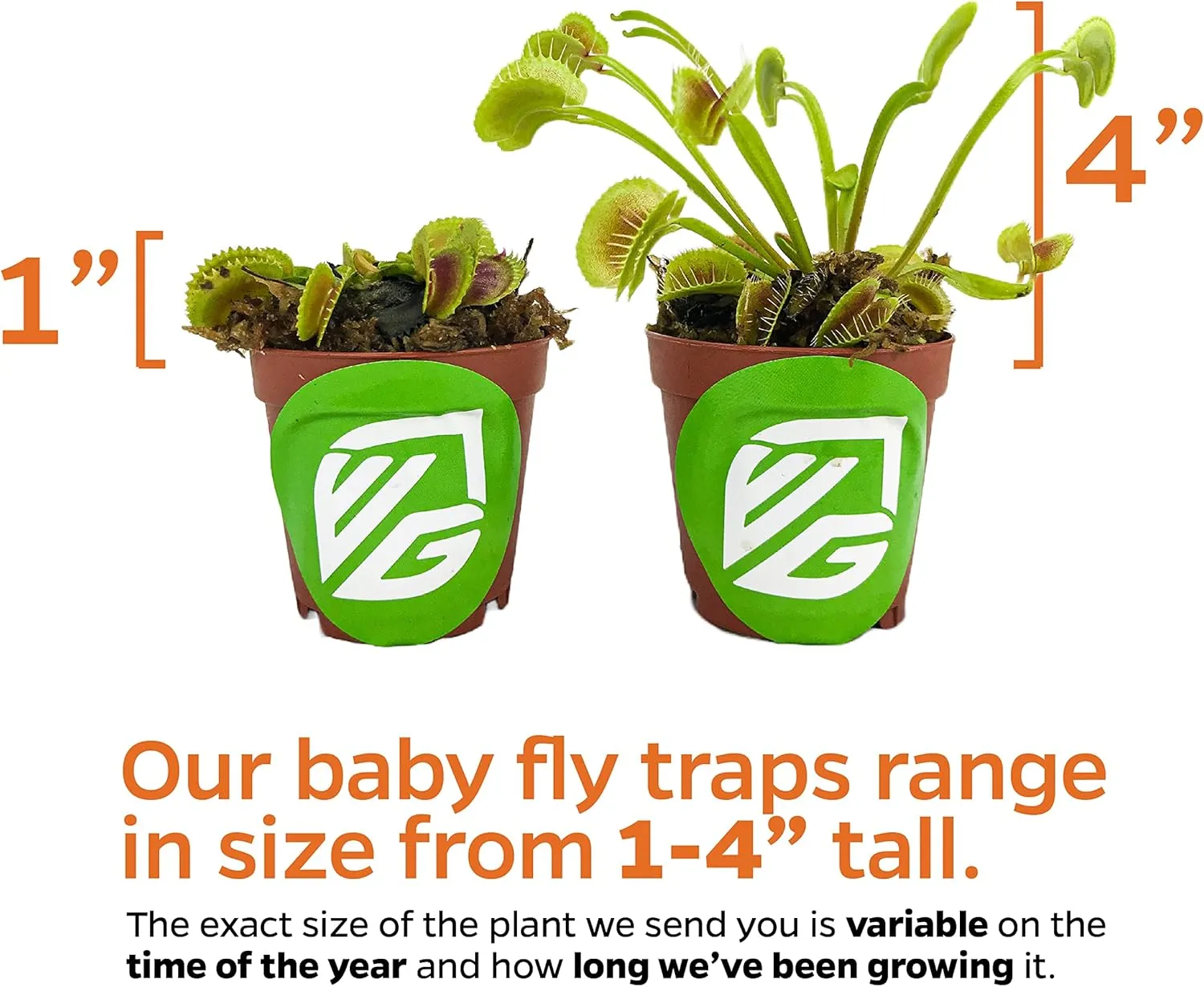 King Henry Venus Fly Trap Live Plant - Dionaea muscipula by Wellspring Gardens - Carnivorous Plant - Indoor Plant - Unique Garden Plant - Starter Plant Aquatic Plant