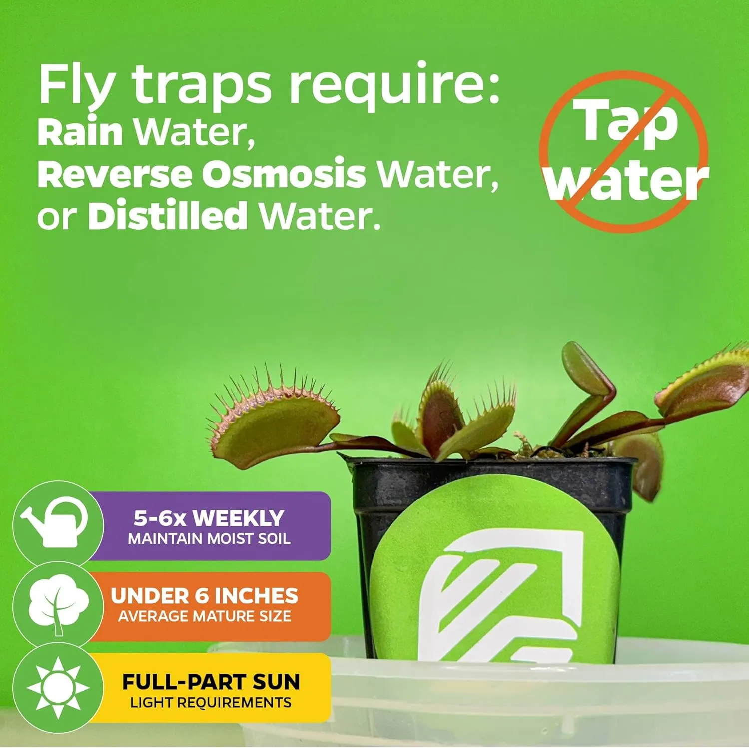 King Henry Venus Fly Trap Live Plant - Dionaea muscipula by Wellspring Gardens - Carnivorous Plant - Indoor Plant - Unique Garden Plant - Starter Plant Aquatic Plant