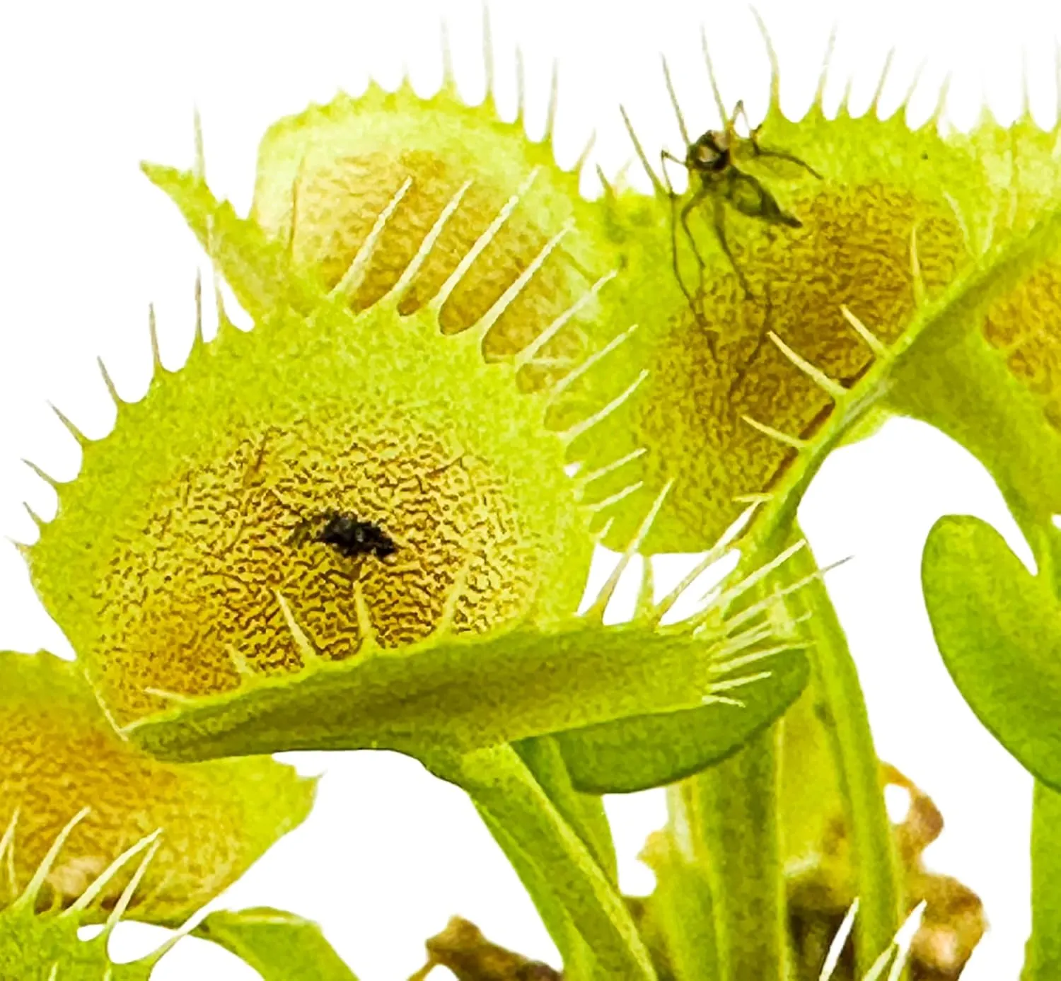 King Henry Venus Fly Trap Live Plant - Dionaea muscipula by Wellspring Gardens - Carnivorous Plant - Indoor Plant - Unique Garden Plant - Starter Plant Aquatic Plant