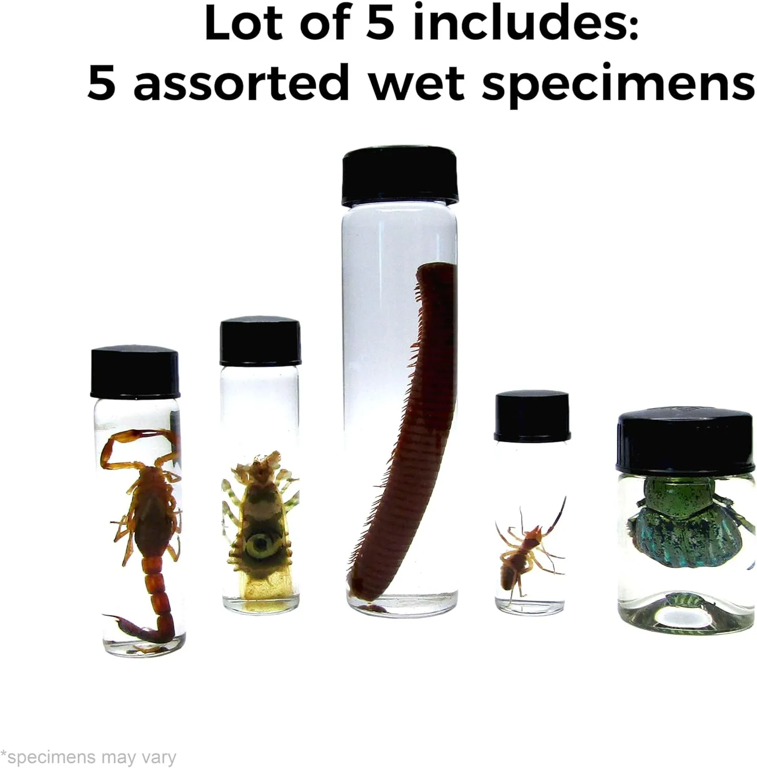 Mixed lot of Assorted specimens in vials Wet specimens (5)
