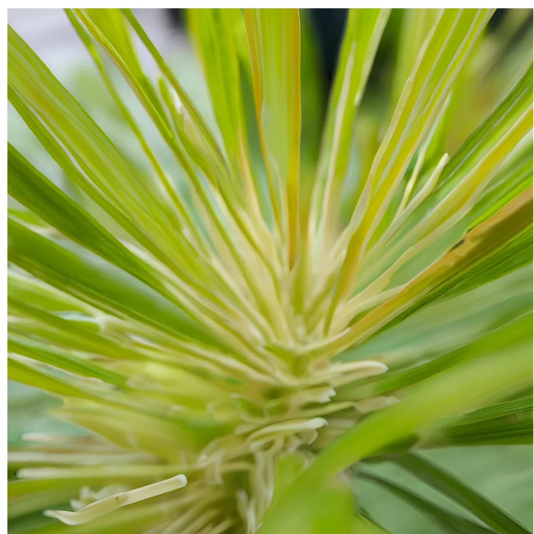Organic Citronella Essential Oil – Antifungal, Insect-Repellent & Air-Purifying Shield