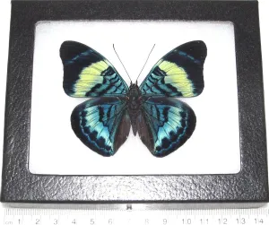 Panacea prola Real Framed Butterfly Blue Green Peru