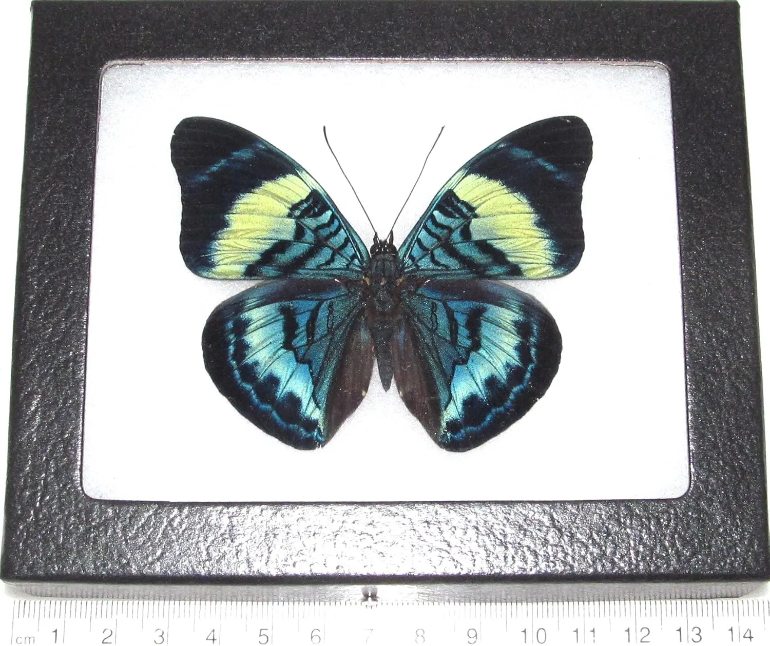 Panacea prola Real Framed Butterfly Blue Green Peru