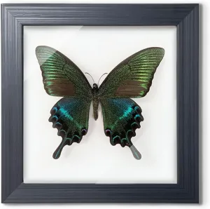 Taxidermy Framed Real Butterfly Taxidermy, Butterfly Specimen For Science Class Insect Lover, Gothic Home Decor Wall Decor, Taxidermia Goth Room Shelf Decor, Gothic Wall Art