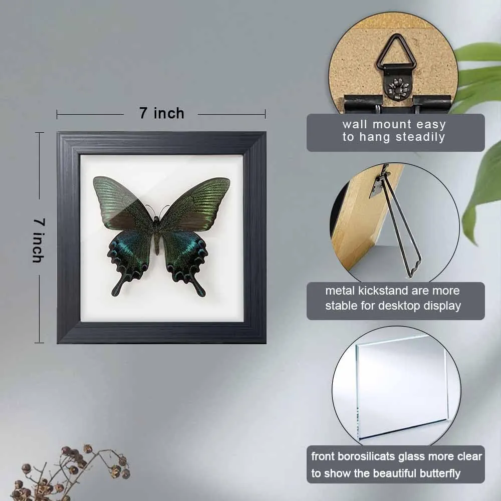 Taxidermy Framed Real Butterfly Taxidermy, Butterfly Specimen For Science Class Insect Lover, Gothic Home Decor Wall Decor, Taxidermia Goth Room Shelf Decor, Gothic Wall Art