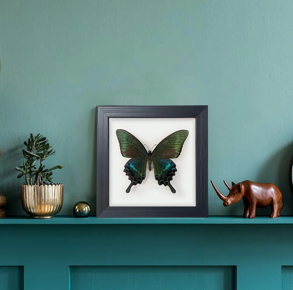 Taxidermy Framed Real Butterfly Taxidermy, Butterfly Specimen For Science Class Insect Lover, Gothic Home Decor Wall Decor, Taxidermia Goth Room Shelf Decor, Gothic Wall Art