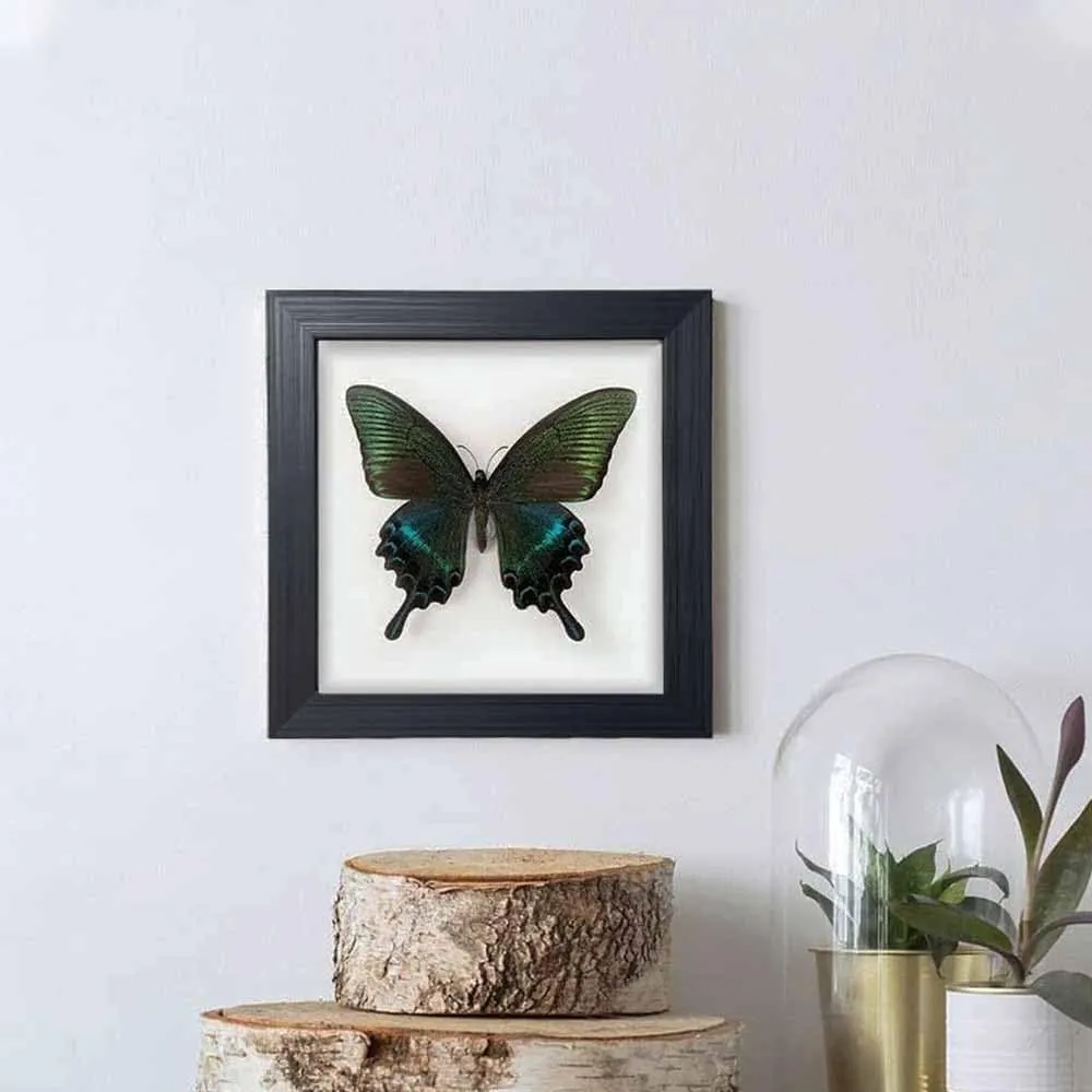 Taxidermy Framed Real Butterfly Taxidermy, Butterfly Specimen For Science Class Insect Lover, Gothic Home Decor Wall Decor, Taxidermia Goth Room Shelf Decor, Gothic Wall Art