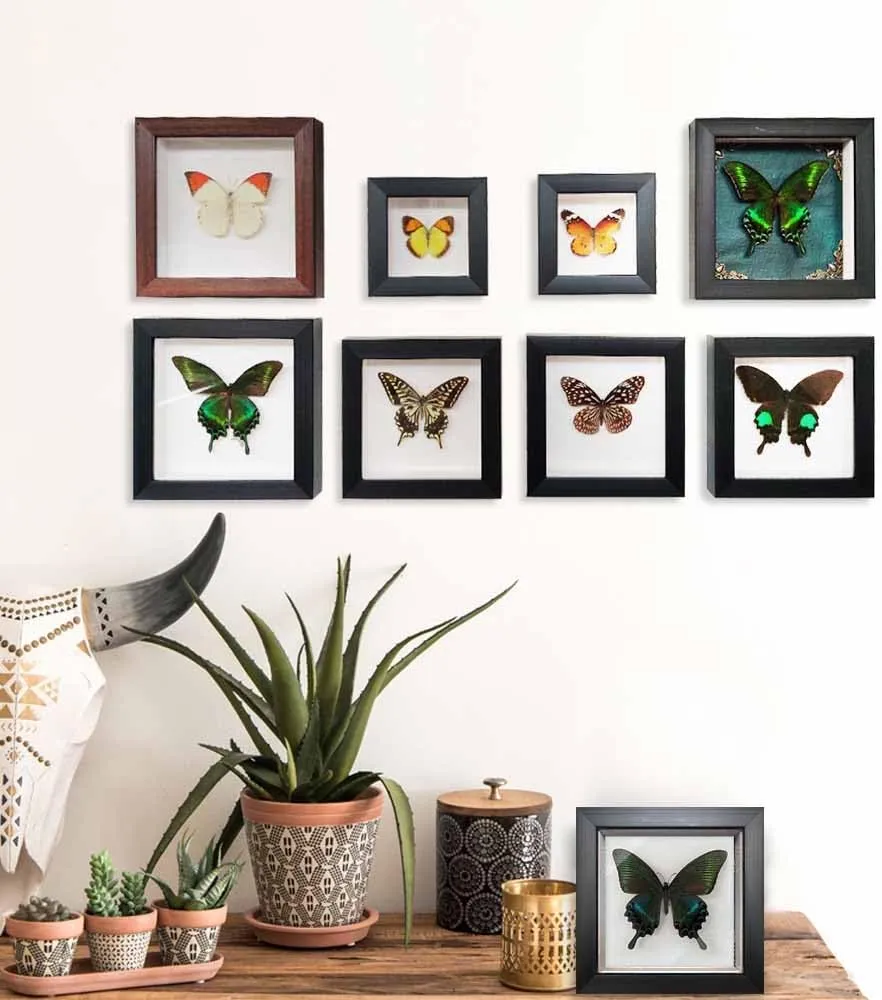 Taxidermy Framed Real Butterfly Taxidermy, Butterfly Specimen For Science Class Insect Lover, Gothic Home Decor Wall Decor, Taxidermia Goth Room Shelf Decor, Gothic Wall Art